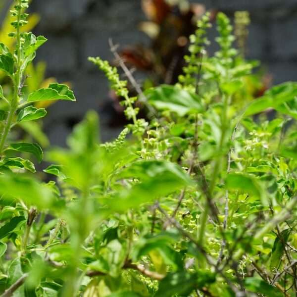 holy basil, tulsi plant, tulsi, holy basil, tulsi, tulsi, tulsi, tulsi, tulsi