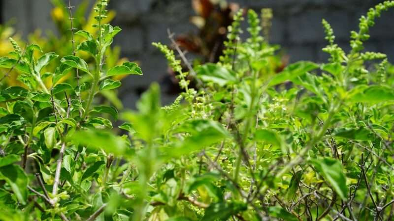 holy basil, tulsi plant, tulsi, holy basil, tulsi, tulsi, tulsi, tulsi, tulsi